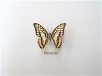 藏品(木蘭青鳳蝶)的圖片